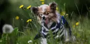 Muere Lazare, el perro más viejo del mundo, a los 30 años