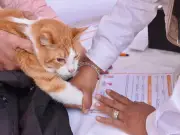 Nueva ley en Edomex crea registro obligatorio de animales de compañía