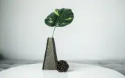 Ola de calor: 5 plantas de interior para refrescar tu hogar