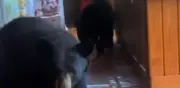 Osos irrumpen en cabaña de Coahuila en busca de comida; video viral