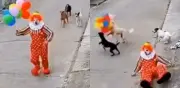 Payaso huye de perros que intentan robarle sus globos en video viral