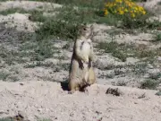 Perrito llanero mexicano: supervivencia y escalada mínima en el semidesierto