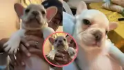 Perrito viral en TikTok: la versión real de 'Pibble' conquista redes