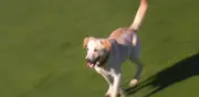 Perro invade partido de la liga argentina y se roba el show