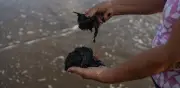 Pescadores del Golfo aún sin apoyos tras derrame de Pemex