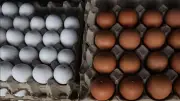 Precio del huevo baja para productores, no para consumidores: GCMA