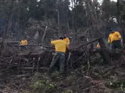 Probosque realiza jornada silvicultural en Tianguistenco, Edomex