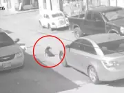 Proponen cárcel para quienes atropellen animales y huyan sin auxilio