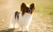 Razas de perros miniatura ideales para casas pequeñas y su cuidado