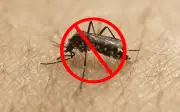 Remedios caseros para ahuyentar mosquitos en México