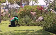 Renovación de camellón en Lázaro Cárdenas mejora imagen urbana