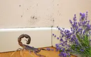 Repelente natural de alacranes con lavanda y canela