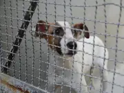 Rescatan 127 animales en Michoacán por maltrato y abandono