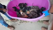Rescatan a 127 perros y gatos en condiciones extremas en Michoacán