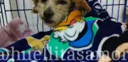 Rescatan a perrita embarazada y otros animales tras explosión en Iztapalapa