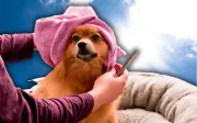 Riesgos de rapar a un perro en temporada de calor