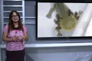 ¿Salvamos al ajolote o solo lo usamos?