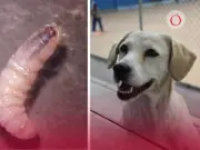Síntomas del gusano barrenador en mascotas: alerta en CDMX
