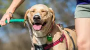 Suero casero para perros: 4 ingredientes contra el calor
