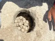 Tamaulipas protege más de 207 mil huevos de tortuga lora en 2026
