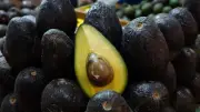 Tipos de aguacate: Hass, criollo y fuerte, ¿cuál es la diferencia?