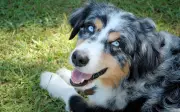 Top 10 razas de perros más juguetonas: lista definitiva