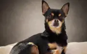 Top 5 razas de perros más longevas: compañía hasta 20 años