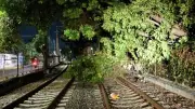 Tren Ligero opera parcialmente por caída de árbol entre Tepepan y La Noria