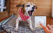 ¿Tu perro ladra al timbre? Esta raza hace más ruido