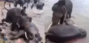 Turista muere aplastada por elefante en campamento en India