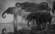 Turista muere aplastada por elefante en pelea entre animales en India