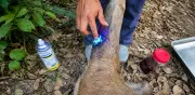 Un ciervo rojo, el caso número 11 de animal silvestre con gusano barrenador