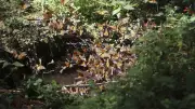 UNAM alerta: ruta de la mariposa monarca en riesgo de fragmentarse