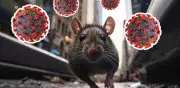 Ushuaia, posible origen del brote de hantavirus en crucero
