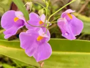 Utricularia: la planta carnívora submarina que caza en milisegundos