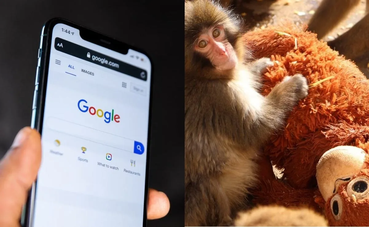 Google lanza 'easter egg' por 'Punch the monkey', el macaco viral