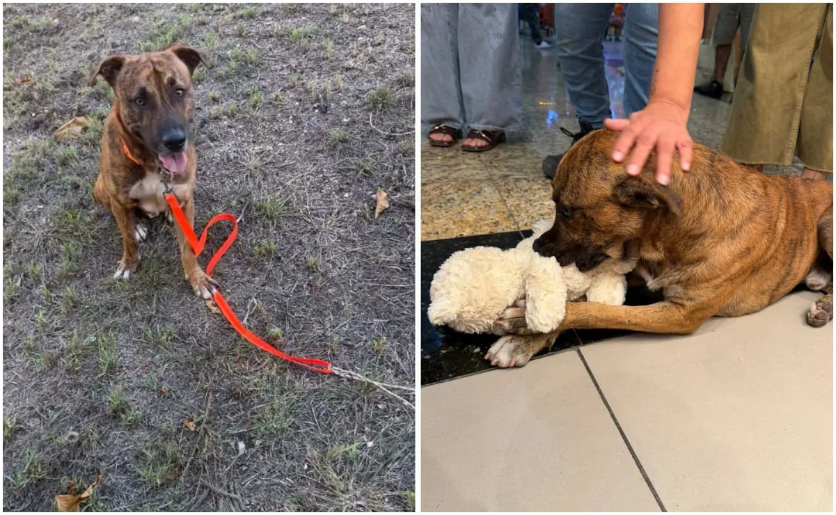 Final feliz: perrito que 'robó' peluche en Yucatán encuentra hogar