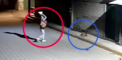 11 años de cárcel por ataque con piedra a perrito Huesitos en Puebla