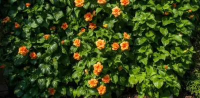 3 plantas que evitan que tus vecinos te espíen: cerco vivo y natural