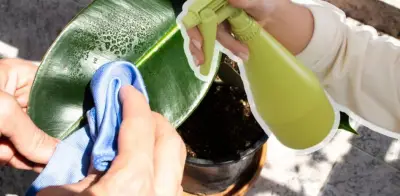 Abrillantador para plantas: cómo usarlo sin dañar las hojas