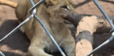 Asegurados león, pumas y lémures en Chalco; detienen a traficante