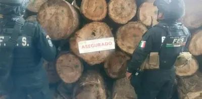 Aseguran predio en Edomex por almacenar madera talada ilegalmente