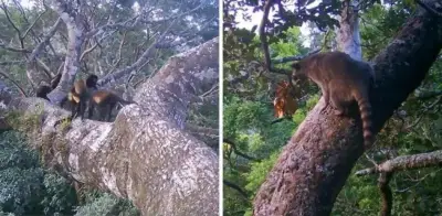 Captan tigrillos, tayras y cacomixtles en selva de Los Tuxtlas, Veracruz