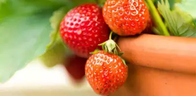 Cómo cultivar fresas en maceta paso a paso: guía completa para tu balcón
