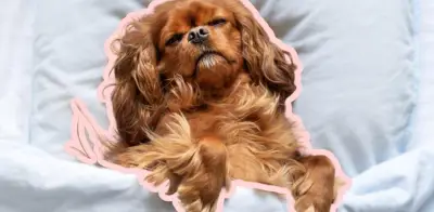 Cómo elegir la cama perfecta para tu perro según su tamaño, edad y hábitos