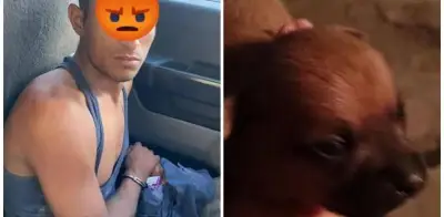 Detienen a sujeto que mató, cocinó y se comió a un perrito chihuahua en Coahuila