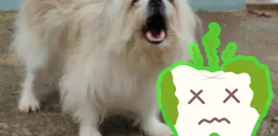 Elimina el mal aliento de tu perro: causas y soluciones efectivas