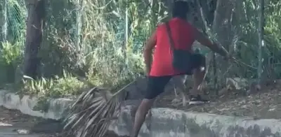 Hombre usa rama para enfrentar a cocodrilo en Cancún