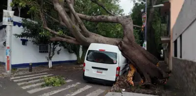Lluvias y vientos derriban árboles sobre vehículos en CDMX sin lesionados