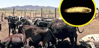 Narcotráfico de ganado dispara alerta por gusano barrenador en Frontera Sur